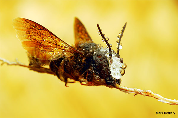 Orange Tail Leafcutter Bee by Mark Berkery