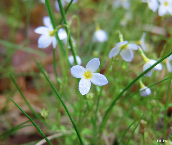 Bluets by Bob See