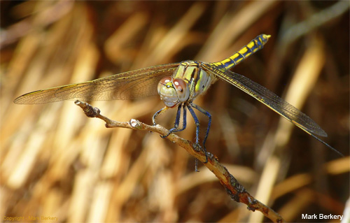 Dragonfly by Mark Berkery